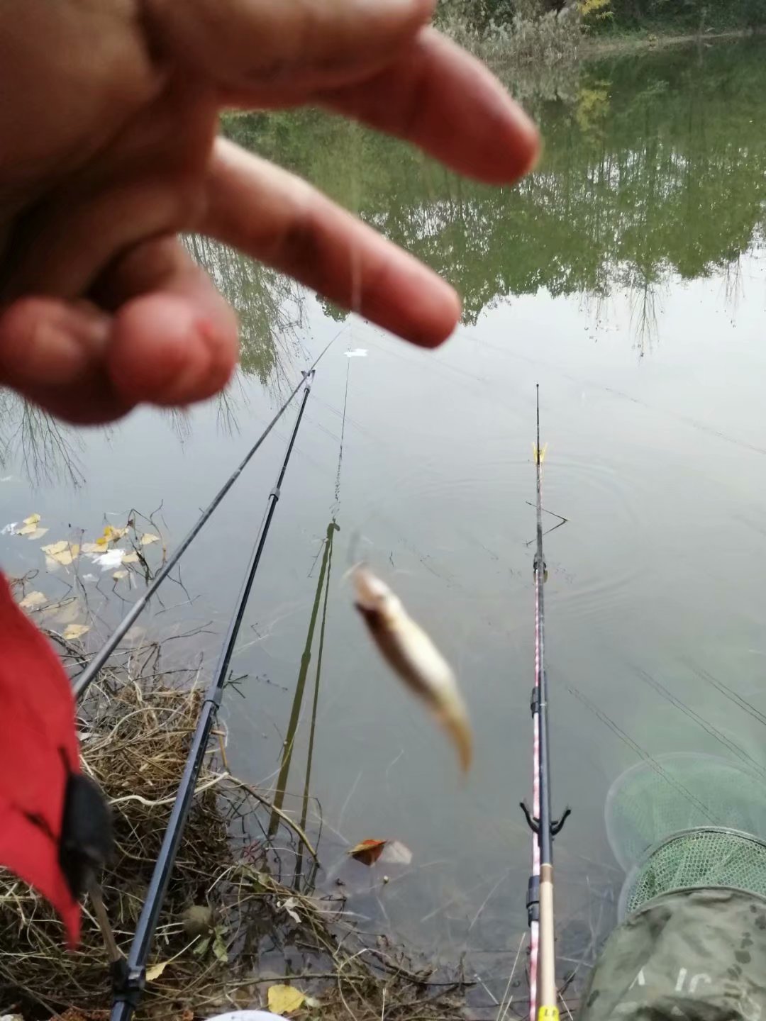 鲤鲫混养塘用什么饵料钓最好,小奶鲫特别多怎么钓