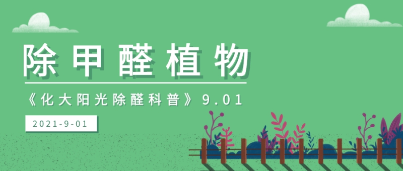 客厅放什么植物好又除甲醛,除甲醛有害气体最好的植物