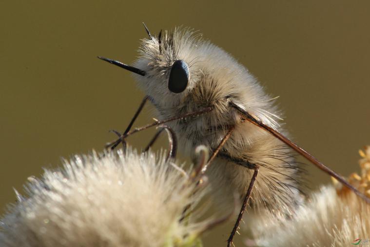 被行走的小猕猴桃安蜂虻寄生后就完蛋了,能活下来算我输