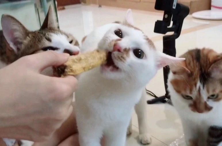 猫有牙周炎该怎么治疗,猫有牙龈炎怎么治疗