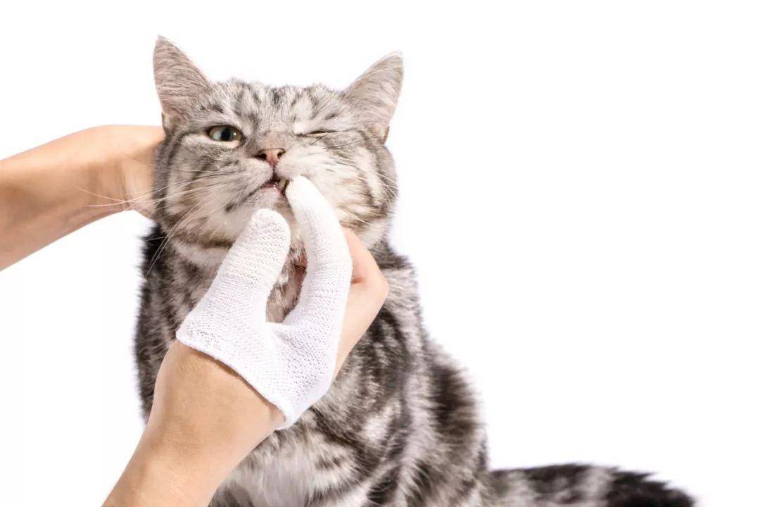 林可霉素可以治猫口腔炎吗,猫得了口腔炎用啥消炎药见效快