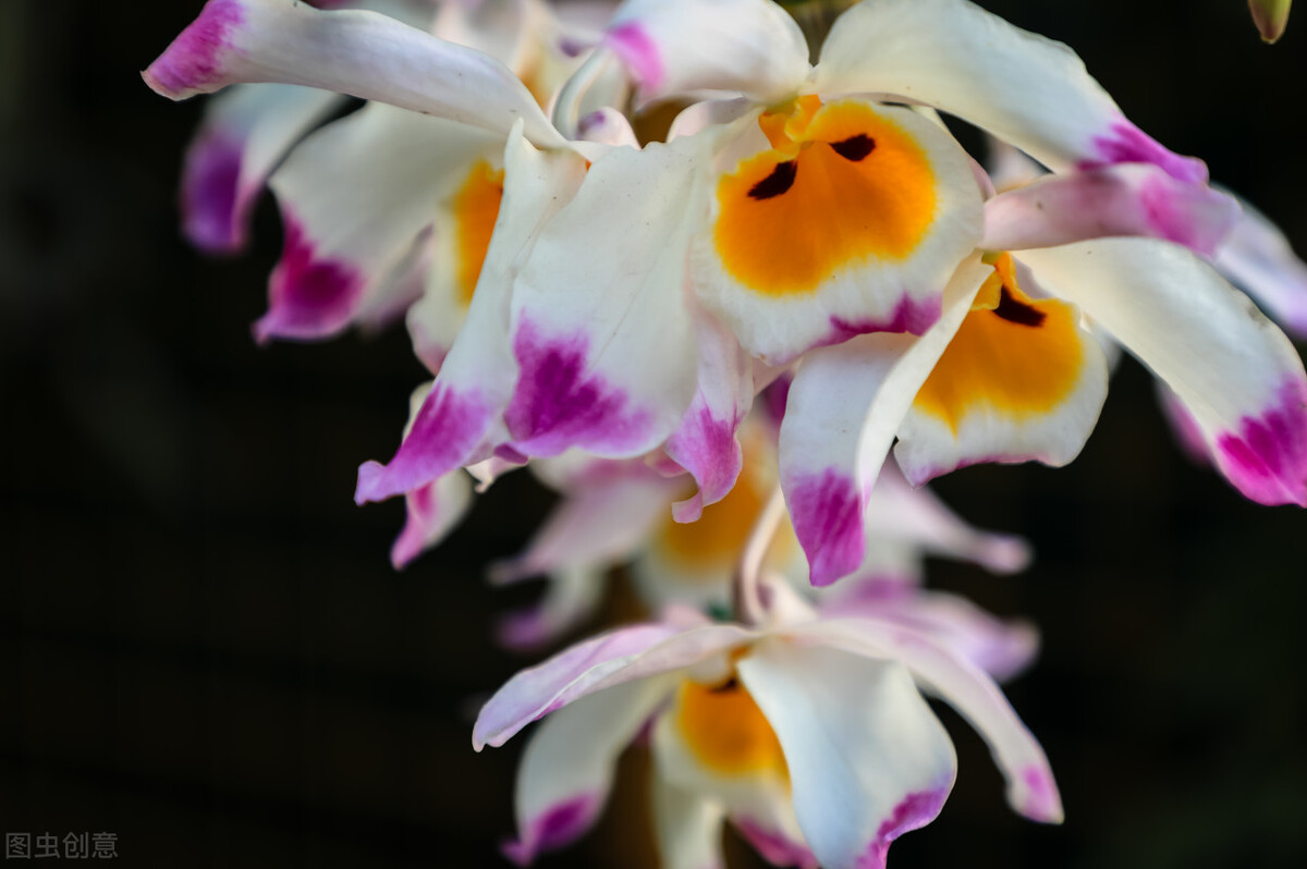 11种带花的菜,111种美食