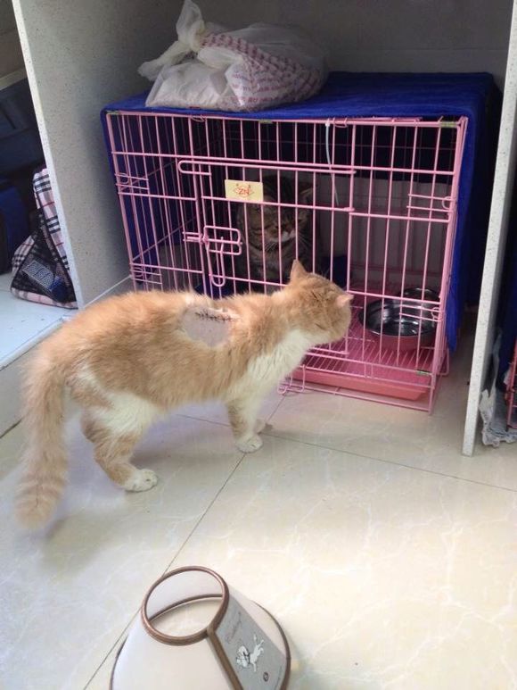 猫癣经历,猫癣的形成原因与治疗方法