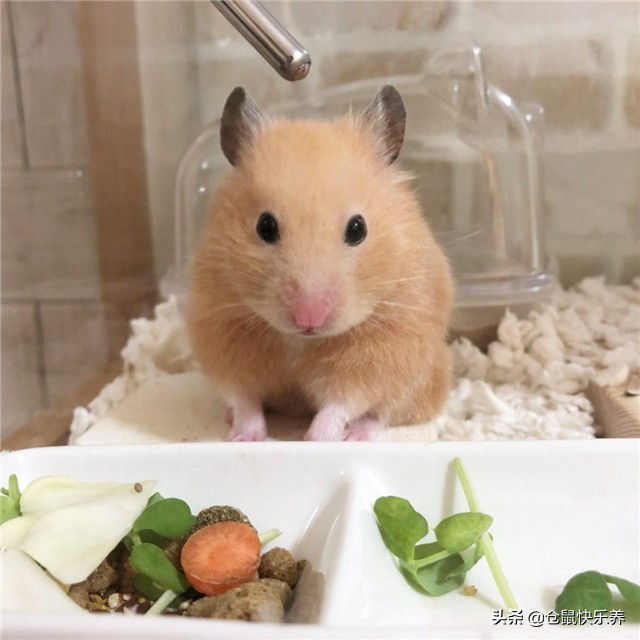 仓鼠因吃的太好而遭羡慕,但鼠鼠却愁容满面,表示菜单该换了