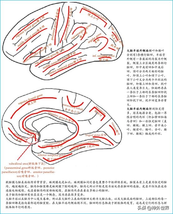 脑解剖学讲解视频全集,脑功能解剖学习