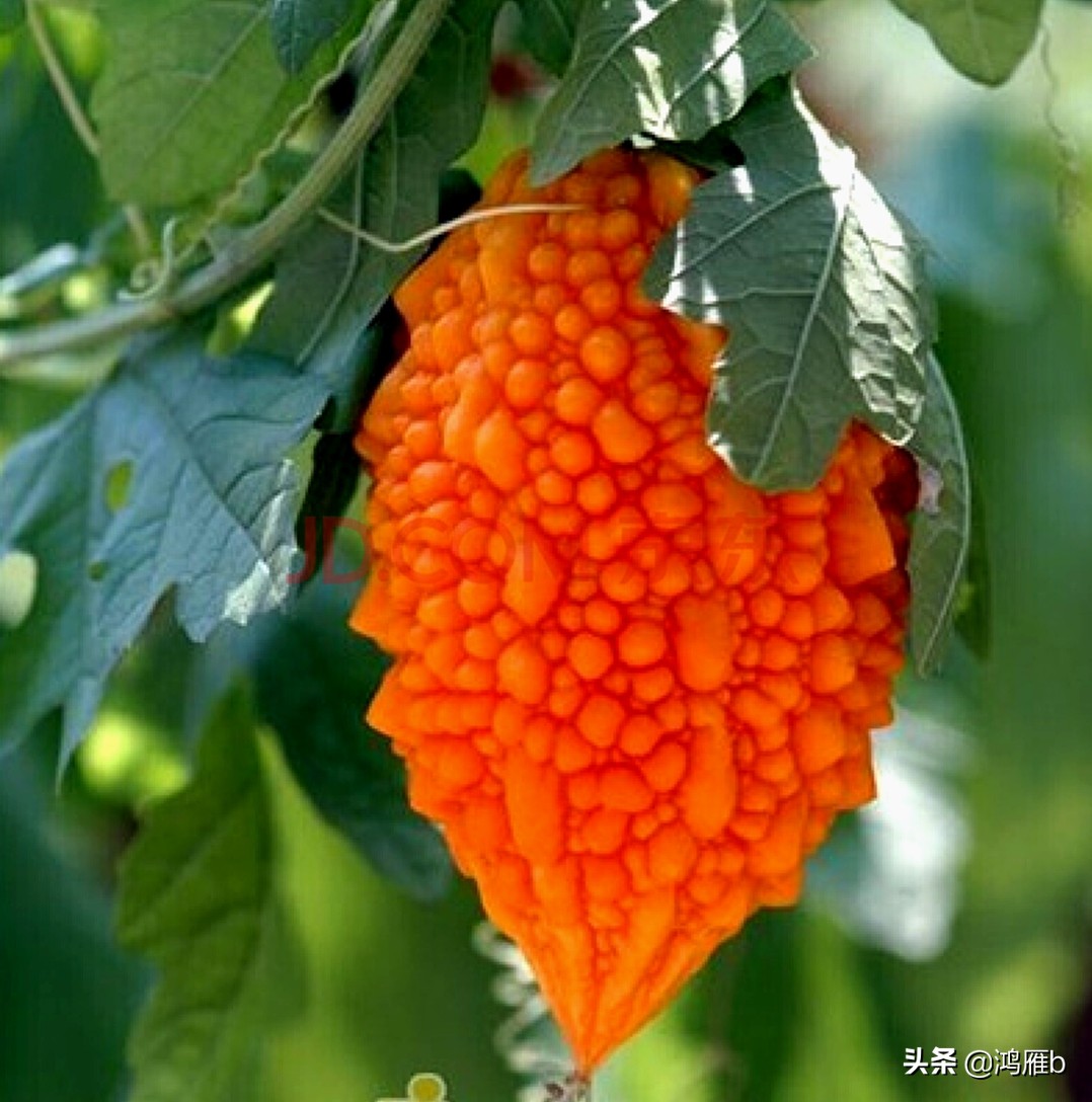 您认识这是什么,能叫出它的名字吗?