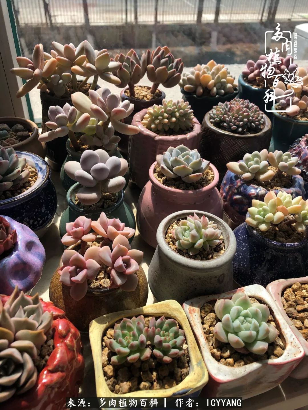 多肉隔着玻璃晒太阳效果好吗,隔着玻璃养的多肉照样长得好