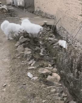 带狗狗回老家过年需要注意什么,带狗狗回家需要准备什么