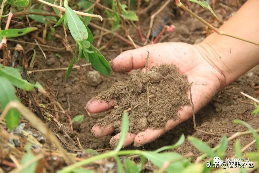 土壤ph值7.8碱性土壤如何改良调节,山地果园土壤怎么改良好