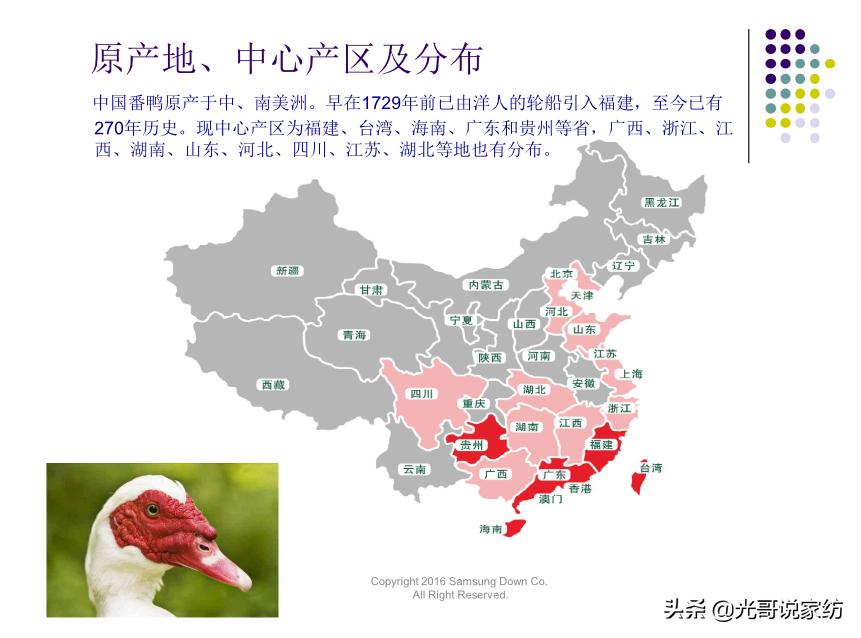 番鸭为什么这么厉害,番鸭绒是什么绒