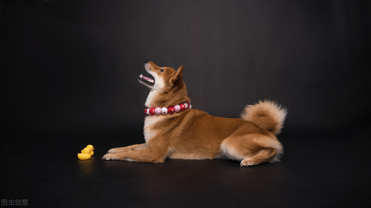 为什么不能养日本柴犬呢,柴犬有什么优点怎么那么呆萌可爱