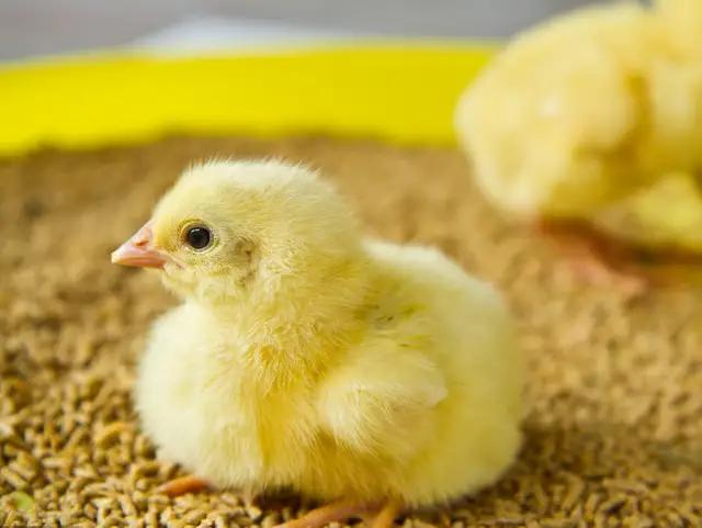 一个月小鸡怎么辨别公母,小鸡孵化怎么辨别公母