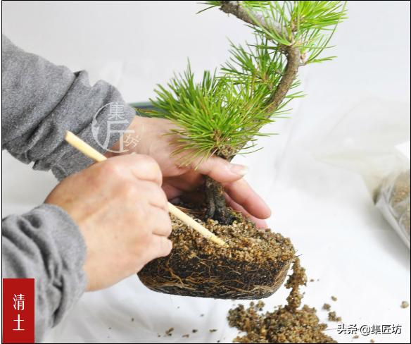 怎么养黑松盆景,触类旁通的正确用法