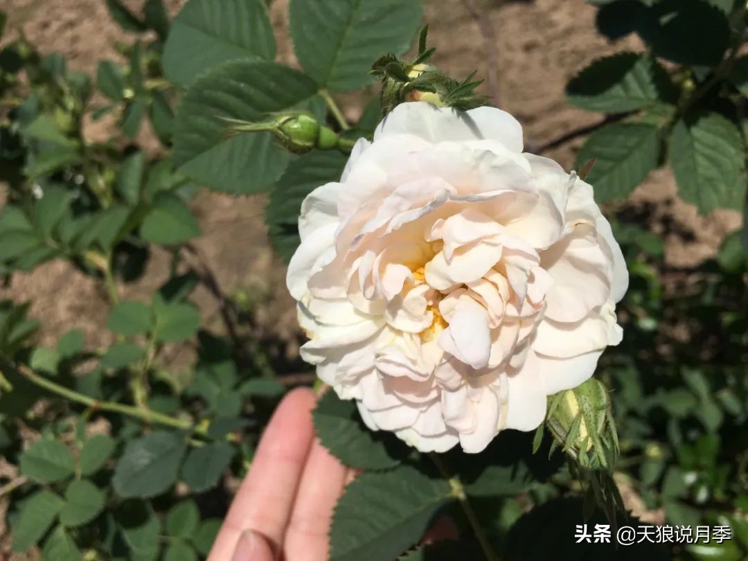 怦然心动月季,怦然心动月季秋季什么样