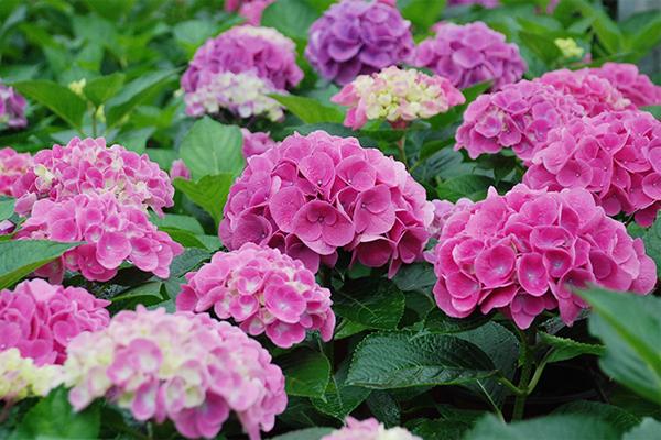 耐阴又开花植物有哪些品种,耐阴又容易开花的植物推荐