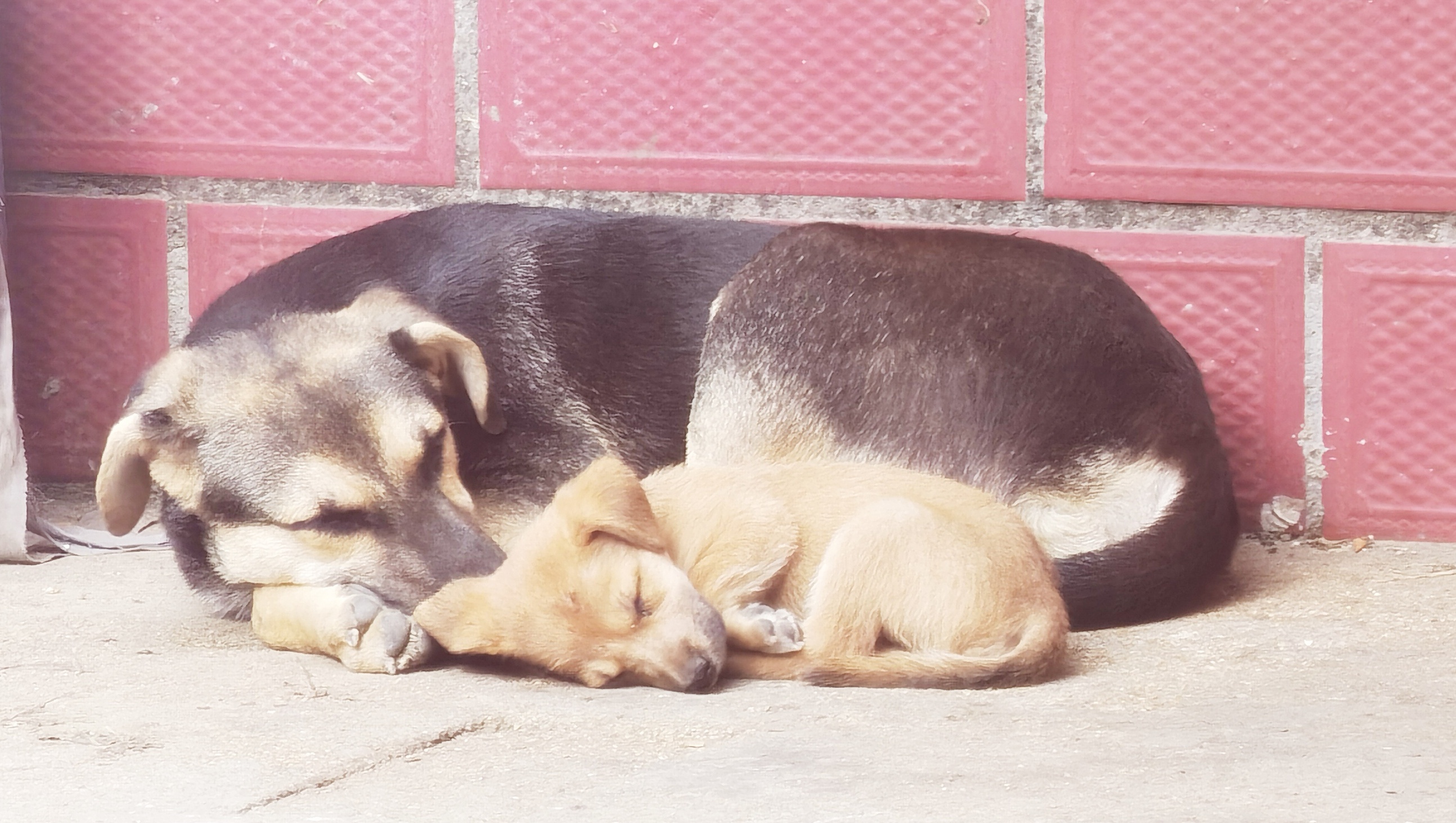 为什么都不愿意养狗了,为什么现在都不爱养狗了