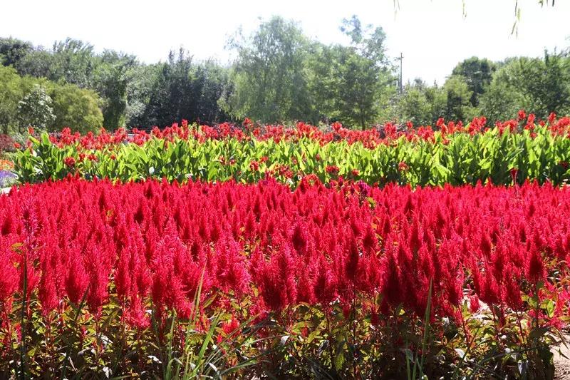 包头市新花海景点,包头最美的地方