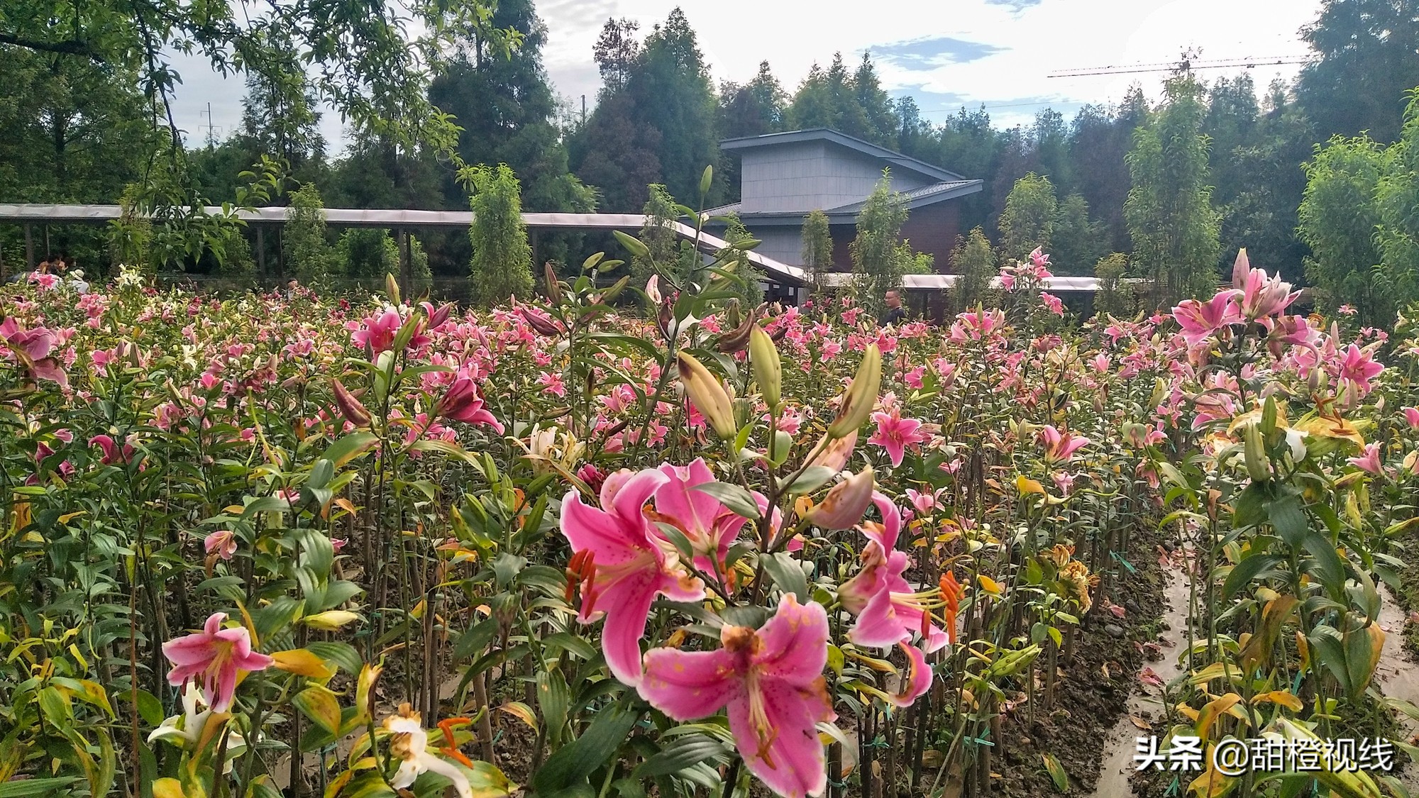 洪雅七里坪温泉小镇,洪雅县七里坪度假区管委会