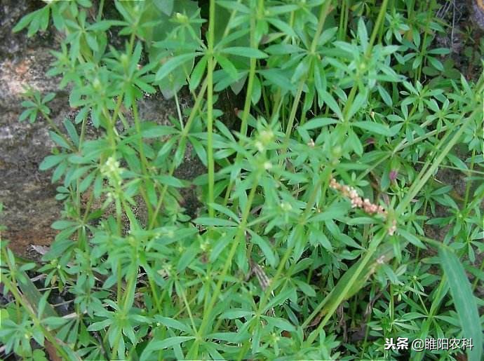 有一个专治猪殃殃等恶性杂草的新药推出，不受天气影响