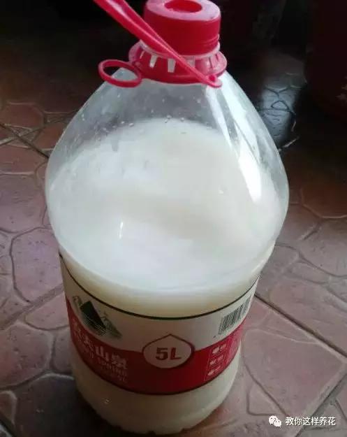 牛奶过期能浇哪些花卉植物,牛奶过期了怎么处理浇绿植