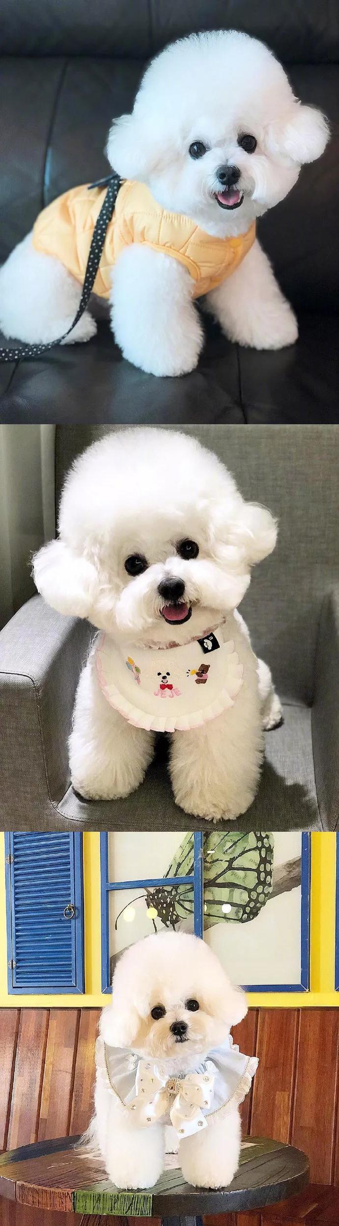 一只很可爱的小比熊,小比熊的造型