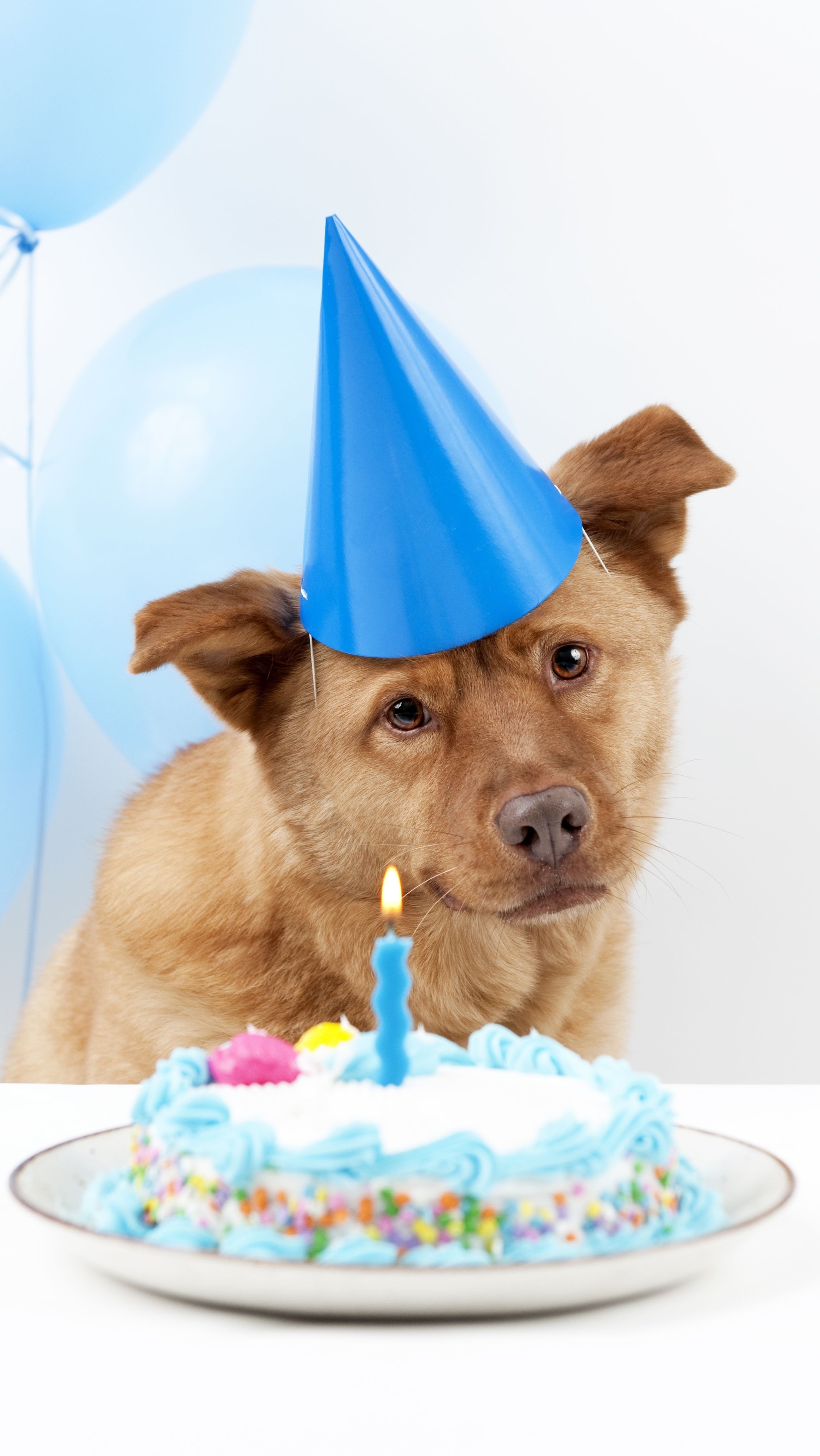 科学上网邂逅4K高清壁纸祝生日快乐贺卡素材，良心无水印系列专辑