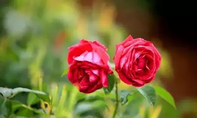 100种玫瑰品种图鉴大全,100种玫瑰品种图解