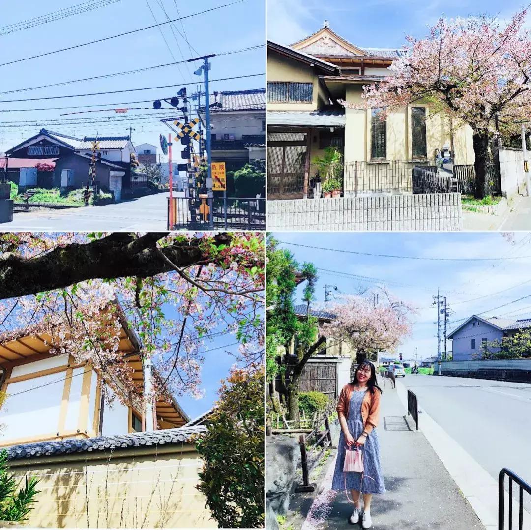 #Lili travel #日本樱花季之旅，畅游东京、京都、大阪！