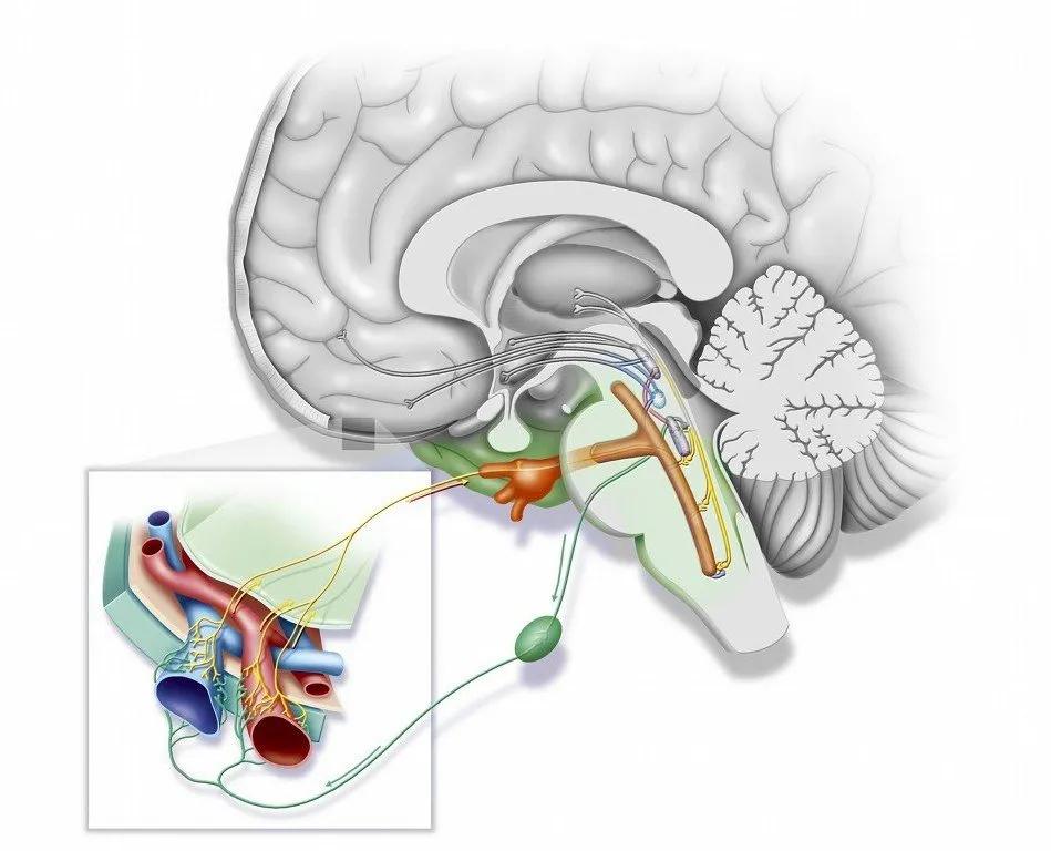 忽然右脸麻听力下降什么原因,面部一侧麻木视力模糊是什么原因