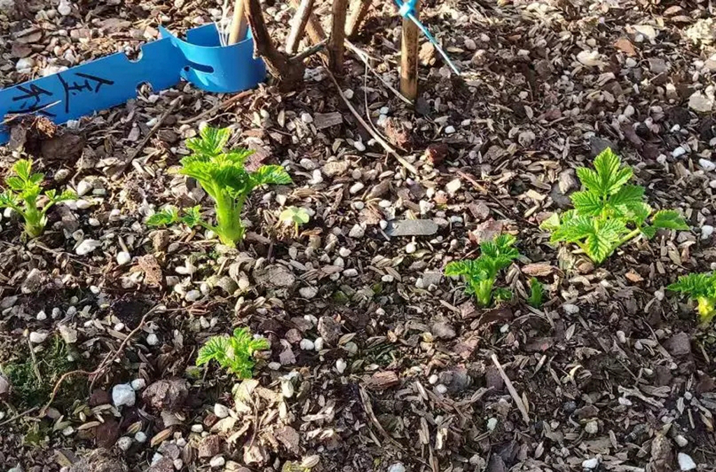 适合广东种植的双季树莓,北方双季树莓