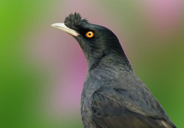 有模仿能力的鸟有哪些,一种鸟模仿70多种声音