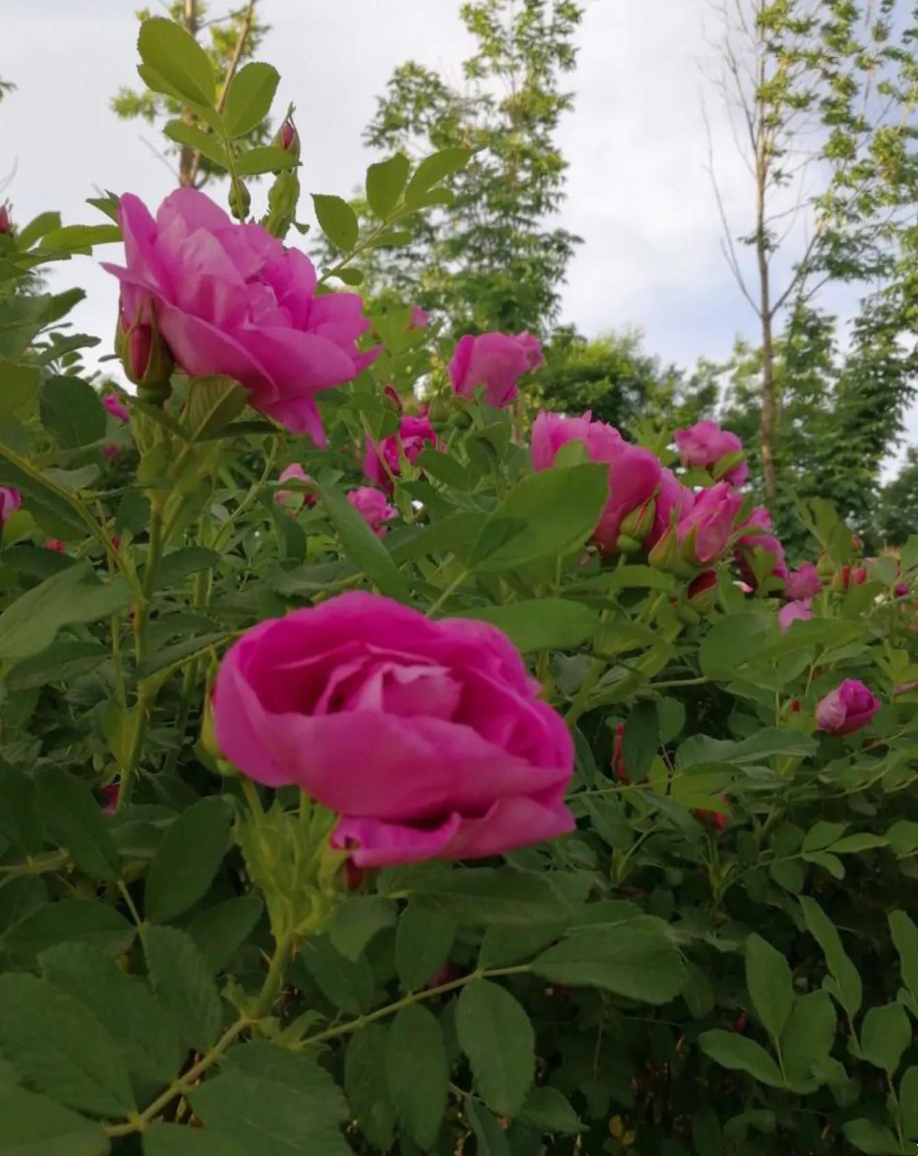 四季风玫瑰图,四季玫瑰造型树