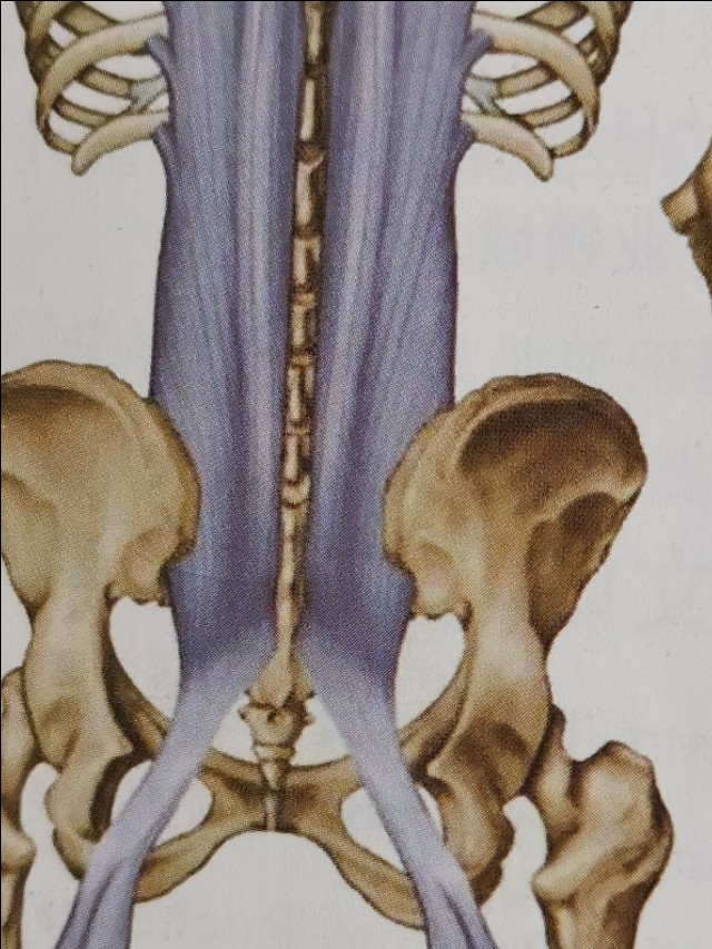 疼痛的神经传导过程,疼痛的传导通路讲解