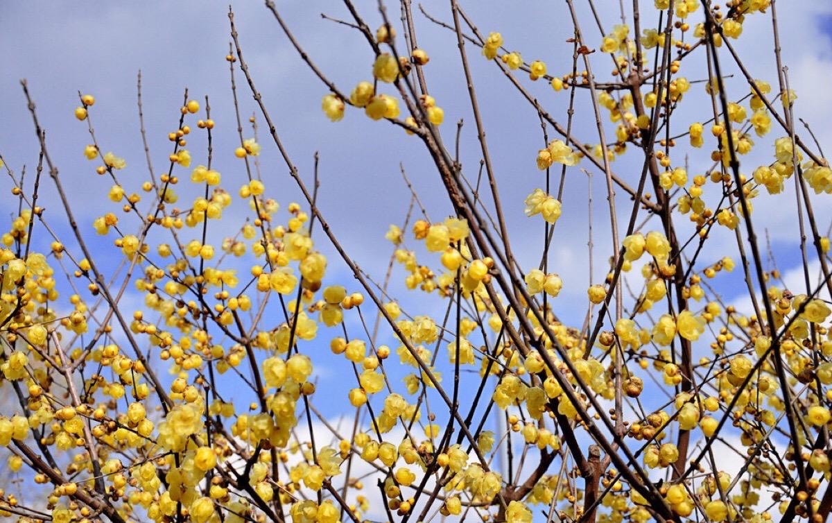 腊梅要怎么养开花才多,腊梅怎么养才好看