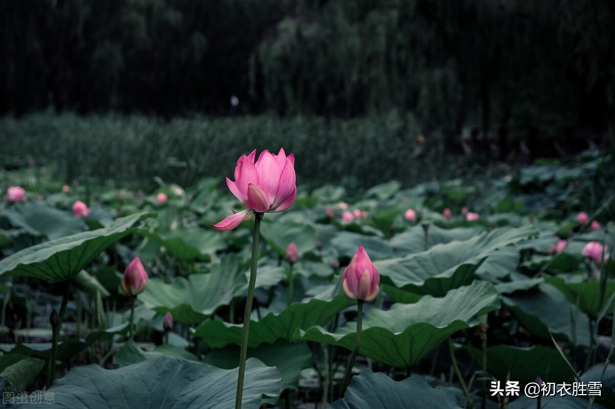 蒋捷唯美风荷两首,我爱荷花花最软,似彩凤、乱惊飞