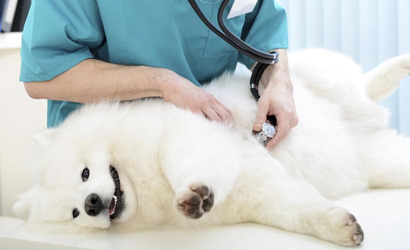 狗狗第一次怀孕主人该怎么办?这六点帮你做好准备,迎接新生命