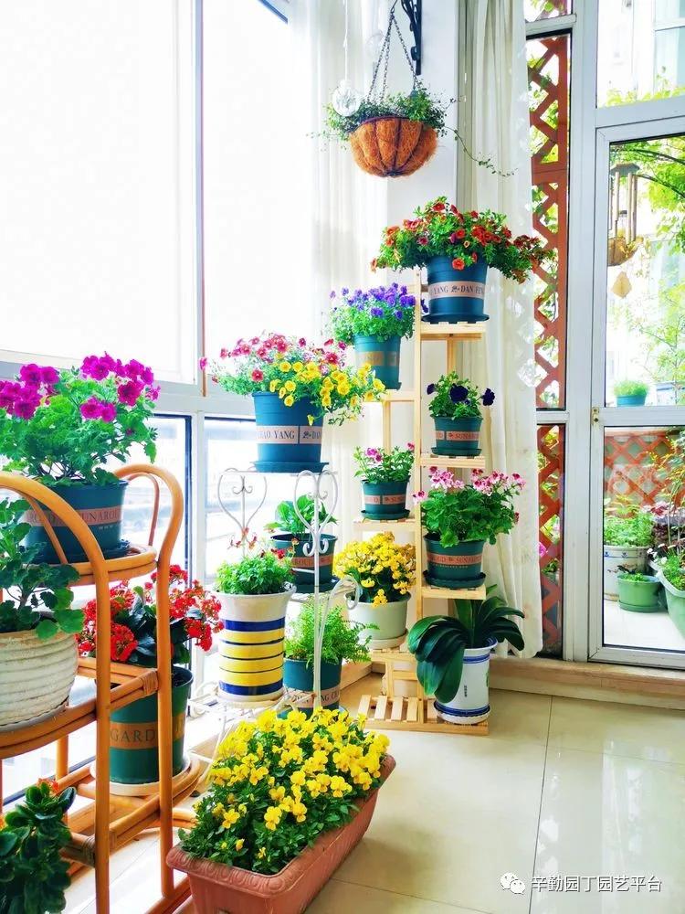 （2021）园丁奖阳台组《008号》星星的花园