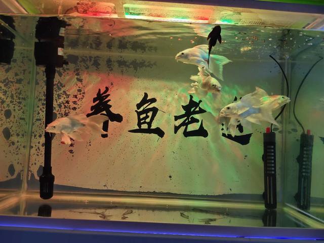 初次养观赏鱼的正确方法,观赏鱼定期检疫方法