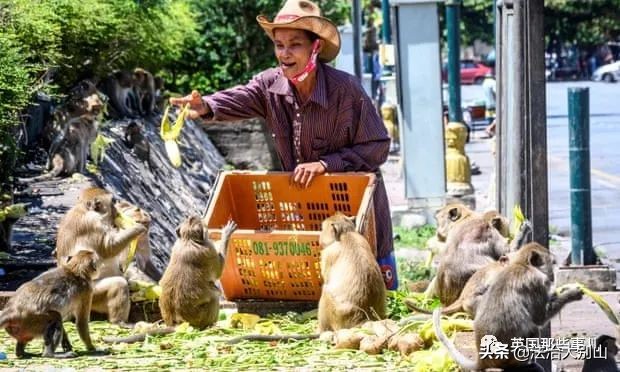 泰国疫情猴子,泰国猴子抗击疫情视频