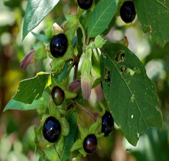 西瓜到底是否有毒,西瓜中了毒