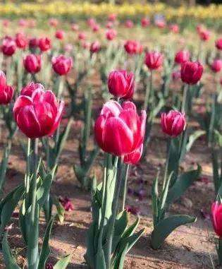 西安郁金香打卡地,去西安哪种郁金香最好