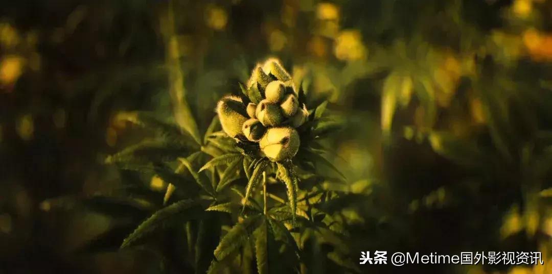 毒枭墨西哥1-3季,毒枭墨西哥电视剧全集