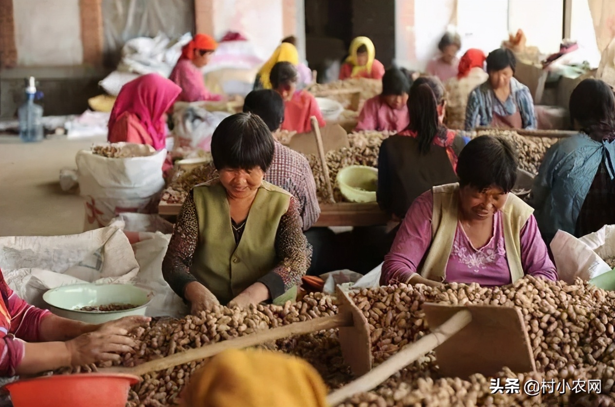 农村想种养什么项目可以挣钱,农村种植什么最赚钱500元小本创业