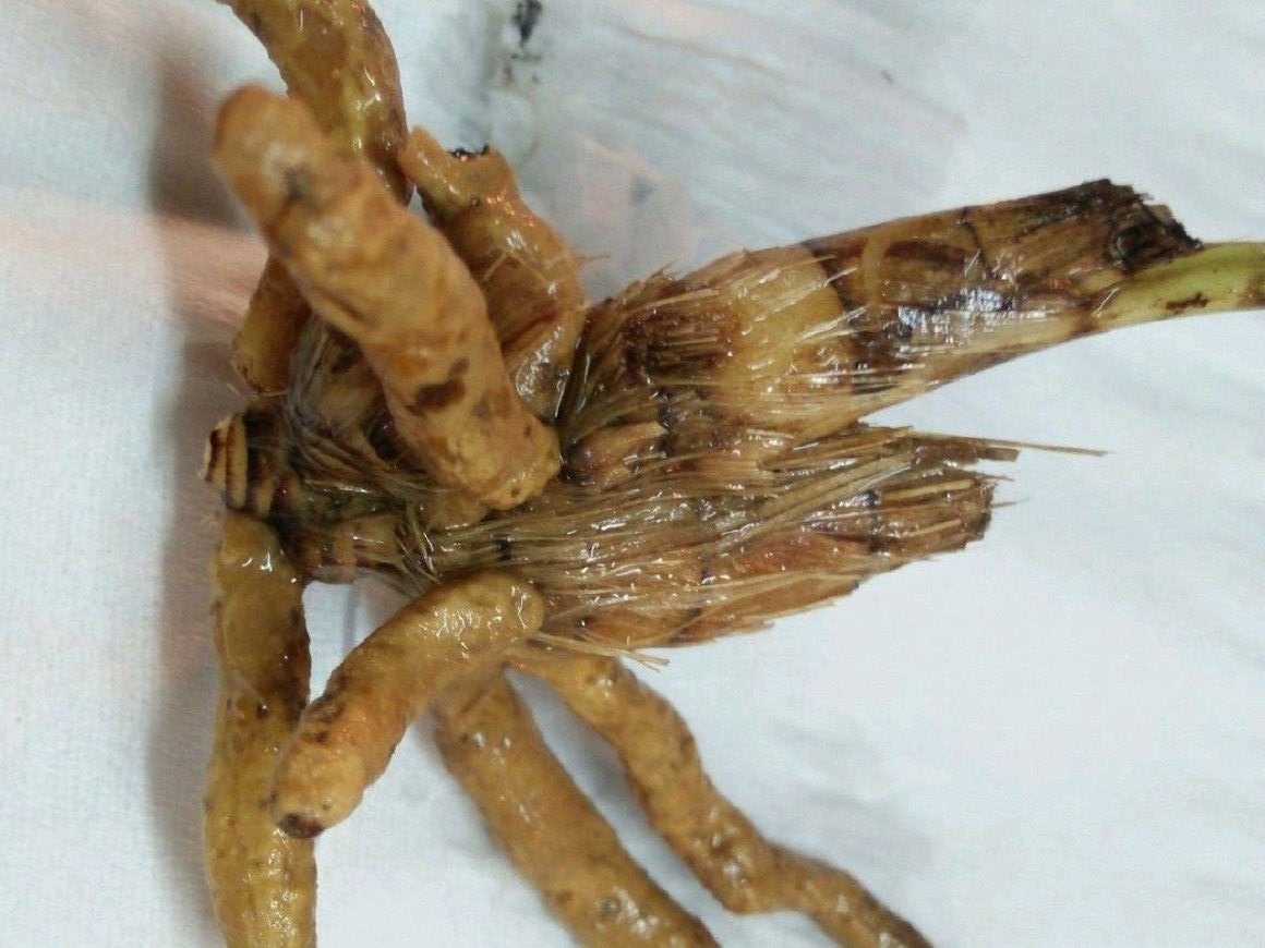 兰花的老芦头芽掉了还有用吗,老芦头的兰花怎么处理