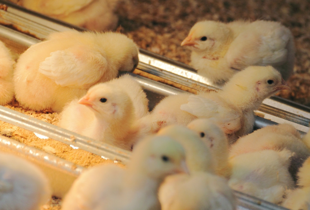 怎么知道雏鸡的温湿度刚好,鸡舍1-20天雏鸡养殖技术