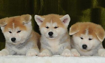 向往优宠贵吗,秋田犬幼犬出售的价格是多少