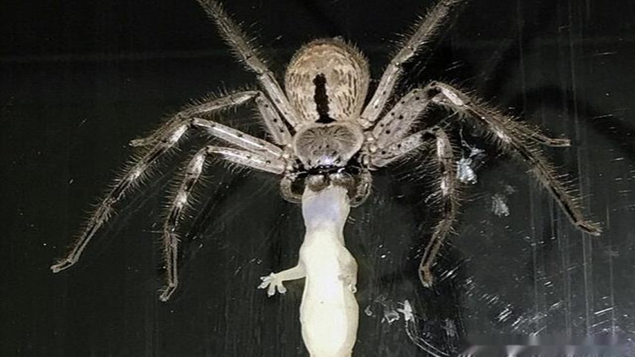 西游记蜘蛛精的故事详细,西游记里蜘蛛精的斗争方法