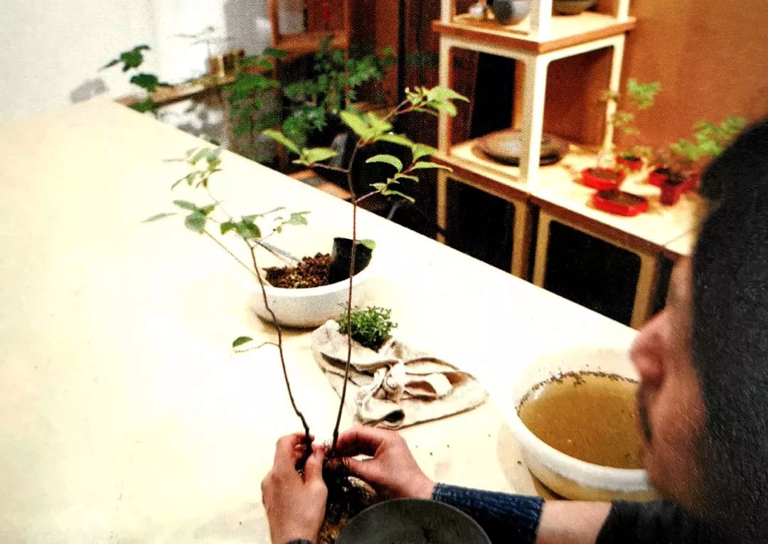 盆景制作方法与技巧,盆景制作小技巧