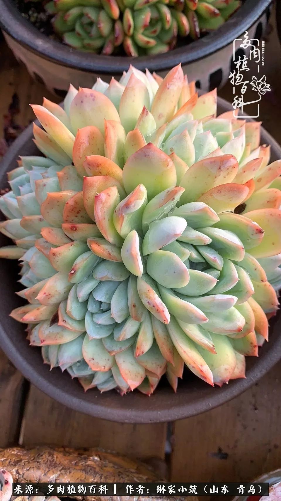 多肉冬季搬进屋里前需要浇水么,多肉过冬