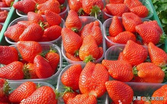 山东省内草莓市场,草莓出口省份排行